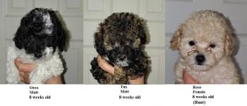 Lilac -  Miniature Poodle Dog for Sale in Heppner, Oregon - Lilac | PetCurious