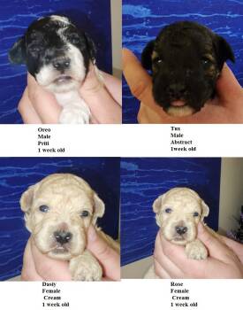 Lilac -  Miniature Poodle Dog for Sale in Heppner, Oregon - Lilac | PetCurious