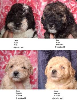 Lilac -  Miniature Poodle Dog for Sale in Heppner, Oregon - Lilac | PetCurious