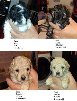 Lilac -  Miniature Poodle Dog for Sale in Heppner, Oregon - Lilac | PetCurious
