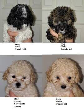 Lilac -  Miniature Poodle Dog for Sale in Heppner, Oregon - Lilac | PetCurious