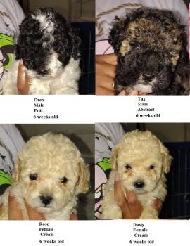 Lilac -  Miniature Poodle Dog for Sale in Heppner, Oregon - Lilac | PetCurious