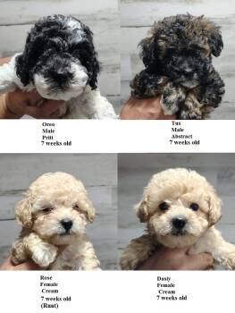Lilac -  Miniature Poodle Dog for Sale in Heppner, Oregon - Lilac | PetCurious