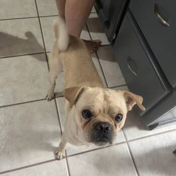 Troy -  Pug and Mixed Breed Dog for Adoption in Yuma, Arizona - Troy | PetCurious