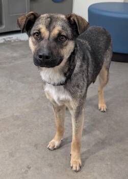 Cattle Dog and Shepherd Dogs Available for Adoption in Fort Lupton, Colorado - Ebisu 2 | PetCurious