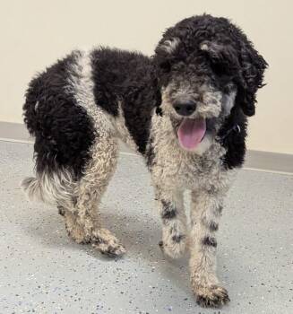 Clementine -  Standard Poodle and Bernese Mountain Dog Dog for Adoption in Yankton, South Dakota - Clementine | PetCurious
