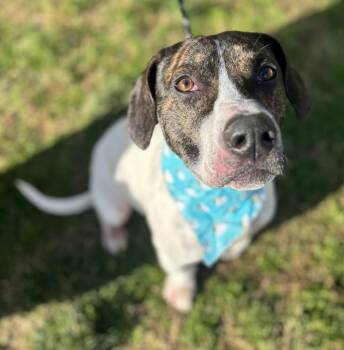 Frida - Dolly -  Basset Hound Dog for Adoption in Dickson, Tennessee - Frida - Dolly | PetCurious