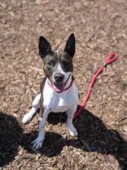 Annalisa -  Mixed Breed Dog for Adoption in Chamblee, Georgia - Annalisa | PetCurious