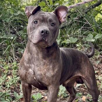 Goose -  Mixed Breed Dog for Adoption in Riverwoods, Illinois - Goose | PetCurious