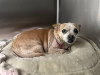 LALLY -  Mixed Breed Dog for Adoption in Dallas, Texas - LALLY | PetCurious