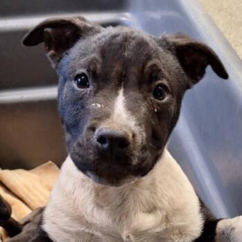 Pit Bull Terrier and Mixed Breed Dogs Available for Adoption - Oinks | PetCurious