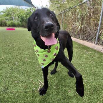 Black Labrador Retriever Dogs Available for Adoption - BO | PetCurious