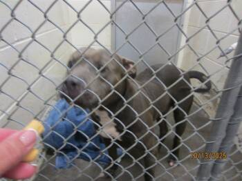 Rescue Pit Bull Terrier Dogs for Adoption in Ocala, Florida - STONE | PetCurious