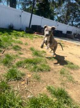 Pit Bull Terrier Dogs Available for Adoption in Union Beach, New Jersey - Kash | PetCurious