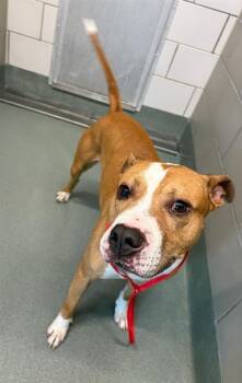 PHOENIX -  Pit Bull Terrier Dog for Adoption in Baytown, Texas - PHOENIX | PetCurious
