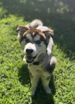 BENSON -  Alaskan Malamute Dog for Adoption in Newton, North Carolina - BENSON | PetCurious