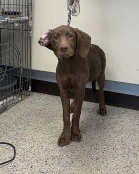 Stevie -  Weimaraner and Labrador Retriever Dog for Adoption in Saint Clairsville, Ohio - Stevie | PetCurious