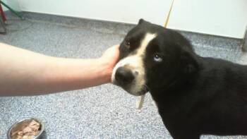 BOSS -  Labrador Retriever and Mixed Breed Dog for Adoption in Charlotte, North Carolina - BOSS | PetCurious