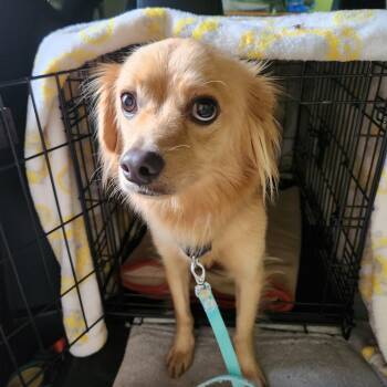 RODNEY -  Chihuahua Dog for Adoption in Troutman, North Carolina - RODNEY | PetCurious