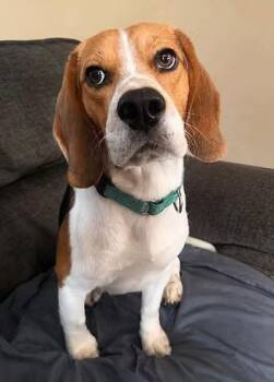 Dr. Doofenschmirtz -  Beagle Dog for Adoption in Racine, Wisconsin - Dr. Doofenschmirtz | PetCurious
