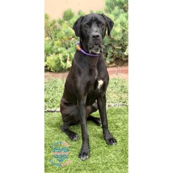 Trakas COH -  Great Dane Dog for Adoption in Inglewood, California - Trakas COH | PetCurious