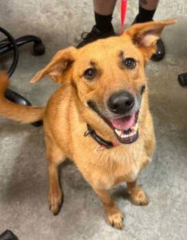 Dolly -  Shepherd and Mixed Breed Dog for Adoption in Bowling Green, Kentucky - Dolly | PetCurious