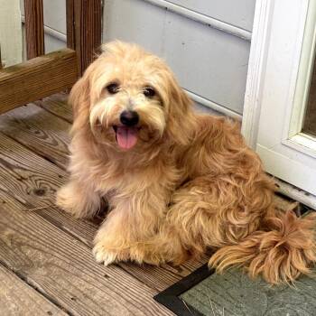 Babbage -  Lhasa Apso and Mixed Breed Dog for Adoption in Wake Forest, North Carolina - Babbage | PetCurious