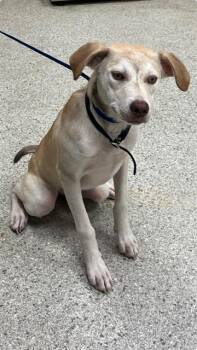 Rescue Labrador Retriever and Mixed Breed Dogs for Adoption in Conroe, Texas - CYNDER | PetCurious