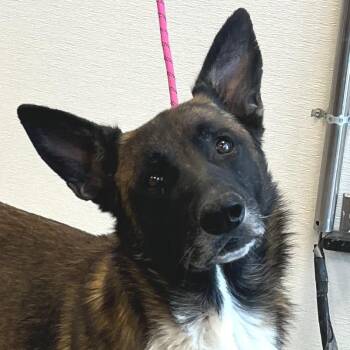 110869 -  Mixed Breed Dog for Adoption in Las Cruces, New Mexico - 110869 | PetCurious