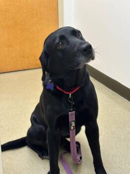 Hobo -  Labrador Retriever Dog for Adoption in Elkton, Maryland - Hobo | PetCurious