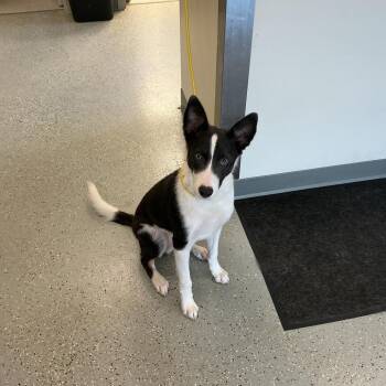 Keen -  Collie and Mixed Breed Dog for Adoption in Galax, Virginia - Keen | PetCurious