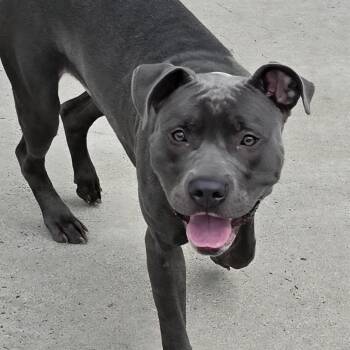 Skully, Sweet Boy -  Pit Bull Terrier and Terrier Dog for Adoption in Meriden, Connecticut - Skully, Sweet Boy | PetCurious