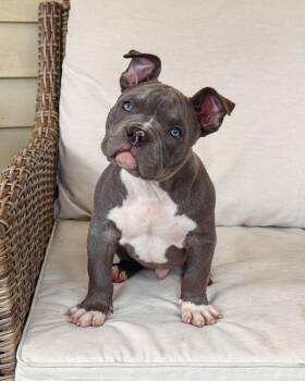 Tony -  American Bully Dog for Adoption in Avon, Connecticut - Tony | PetCurious