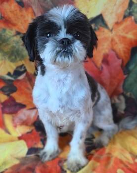 Rescue Shih Tzu Dogs for Adoption - Demi | PetCurious