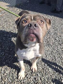 Rescue Pit Bull Terrier Dogs for Adoption in Trenton, New Jersey - Winston | PetCurious