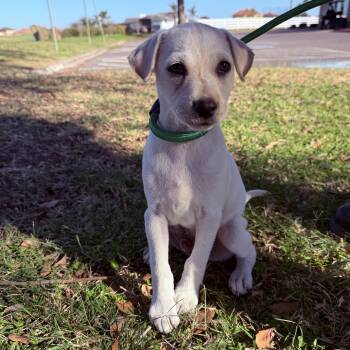 Terrier Dogs Available for Adoption - Biscuit | PetCurious