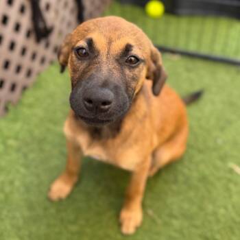 Rescue German Pinscher Dogs for Adoption in Loxahatchee Groves, Florida - Jauca Litter- Dalia | PetCurious