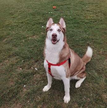 Samson -  Husky Dog for Adoption in Middle Township, New Jersey - Samson | PetCurious
