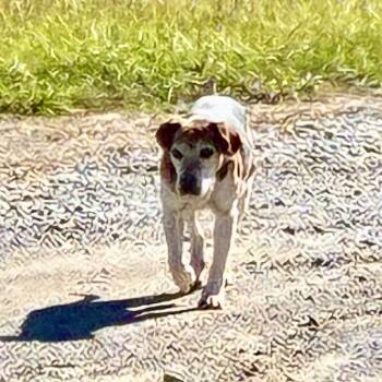 Rescue Beagle Dogs for Adoption in Chattanooga, Tennessee - GravyJoe | PetCurious