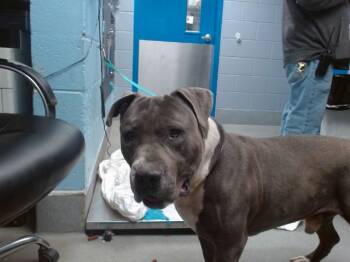 CISCO -  American Bulldog and Mixed Breed Dog for Adoption in Albuquerque, New Mexico - CISCO | PetCurious