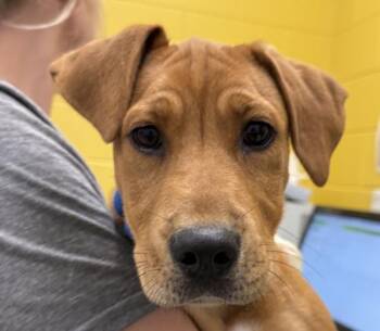 Labrador Retriever Dogs Available for Adoption in Golden, Colorado - Sweet Pea | PetCurious