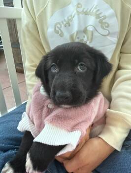 Rescue Shar Pei and Labrador Retriever Dogs for Adoption in Pasadena, California - Tiana | PetCurious