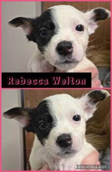 Australian Cattle Dog Blue Heeler Dogs Available for Adoption - Rebecca Welton | PetCurious