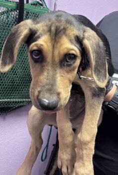 61312570 -  Mixed Breed Dog for Adoption in El Paso, Texas - 61312570 | PetCurious