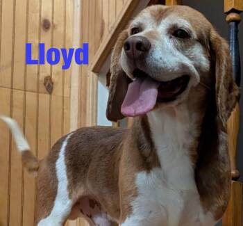 Lloyd -  Beagle Dog for Adoption in Cowlesville, New York - Lloyd | PetCurious