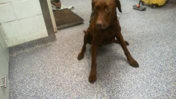 A1268934 -  Labrador Retriever and Mixed Breed Dog for Adoption in Charlotte, North Carolina - A1268934 | PetCurious