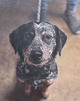 Rescue Australian Cattle Dog Blue Heeler Dogs for Adoption in Fort Madison, Iowa - Polly | PetCurious