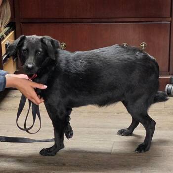 Valentina -  Labrador Retriever and Mixed Breed Dog for Adoption in West Point, Mississippi - Valentina | PetCurious