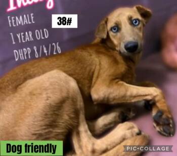 Joni -  Mixed Breed Dog for Adoption in Warren, Michigan - Joni | PetCurious