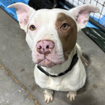 Rescue Pit Bull Terrier Dogs for Adoption in Louisa, Virginia - Mia | PetCurious